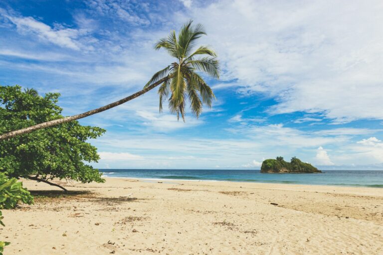 coconut tree on beach shore during daytime