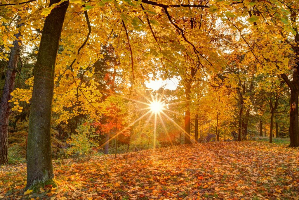 brown and green trees during daytime