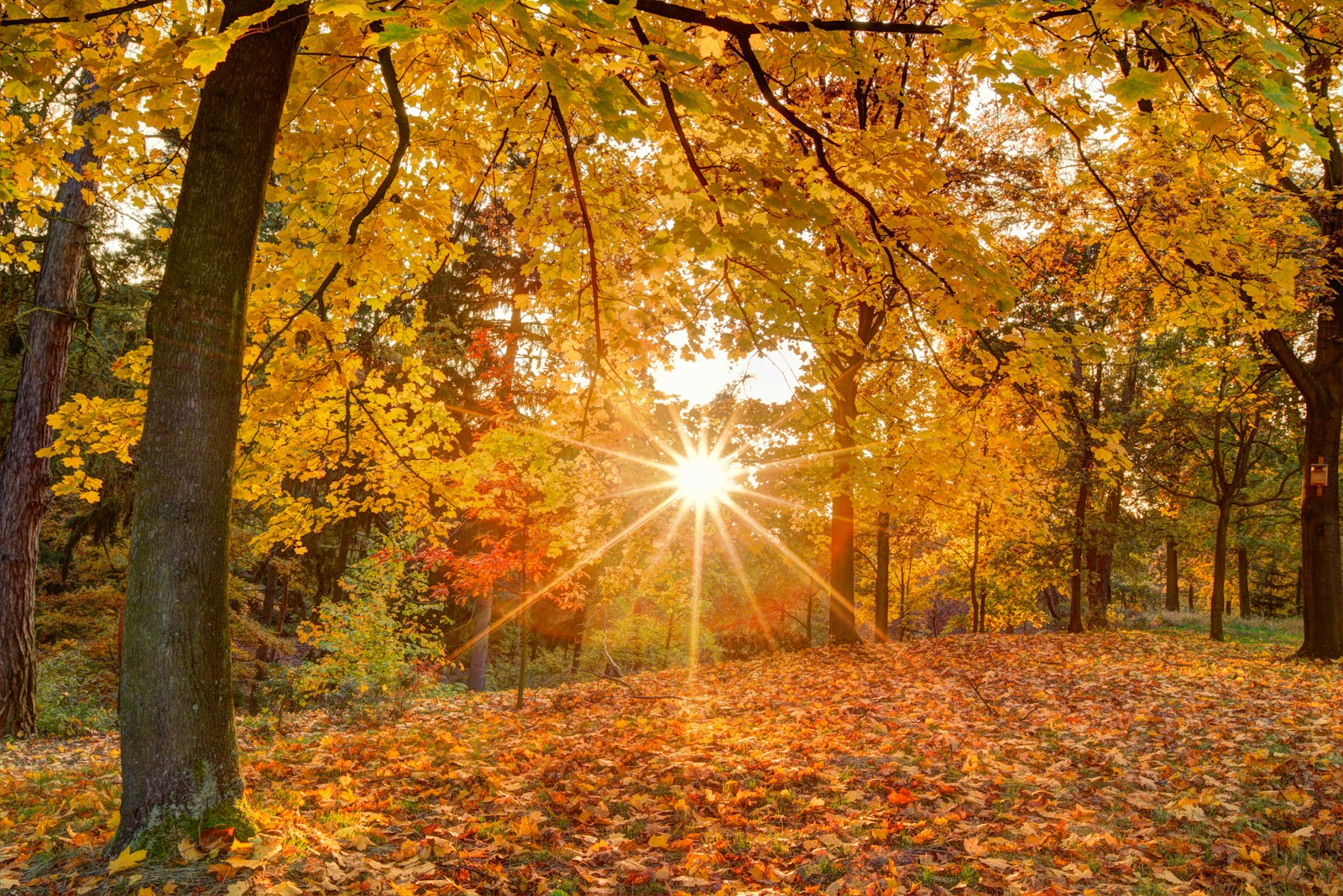 Vier deutsche Wanderregionen für den Herbst