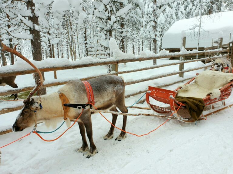 brown horse with brown leather saddle on snow covered ground during daytime